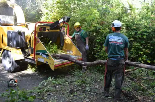 tree services San Jacinto